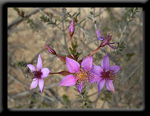 Starflowers