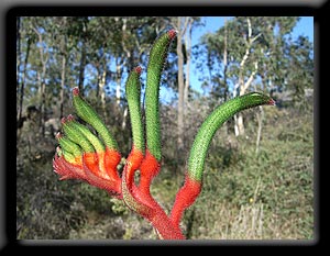 Red and Green Kangaroo Paw