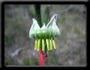 Kangaroo Paw