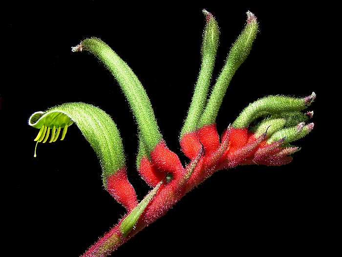 Anigozanthos manglesii