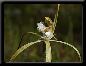 Yellow Spider Orchid