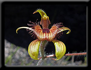 Dancing Orchid