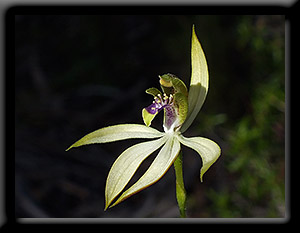 Leafless Orchid