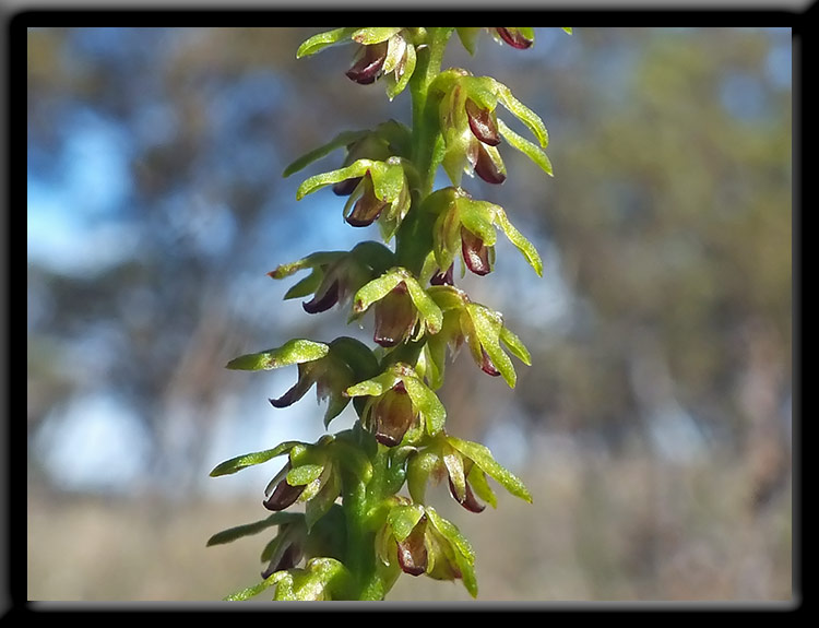 Pygmy Orchid