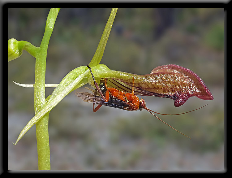 Slipper Orchid