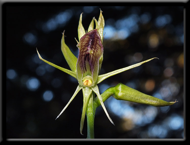 Slipper Orchid