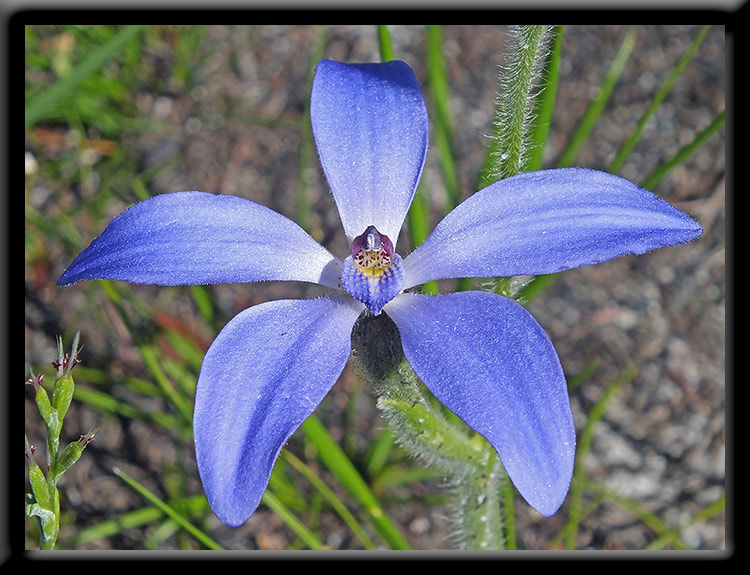 Blue China Orchid