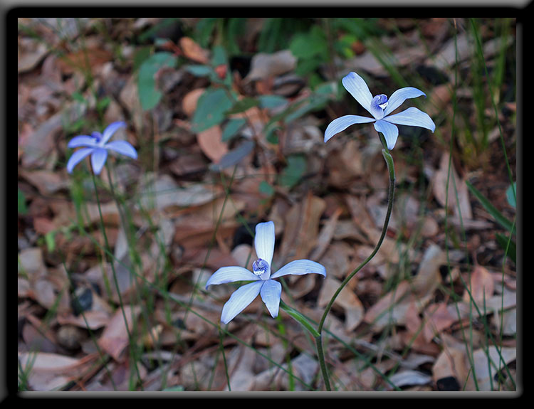 Silky Blue Orchids