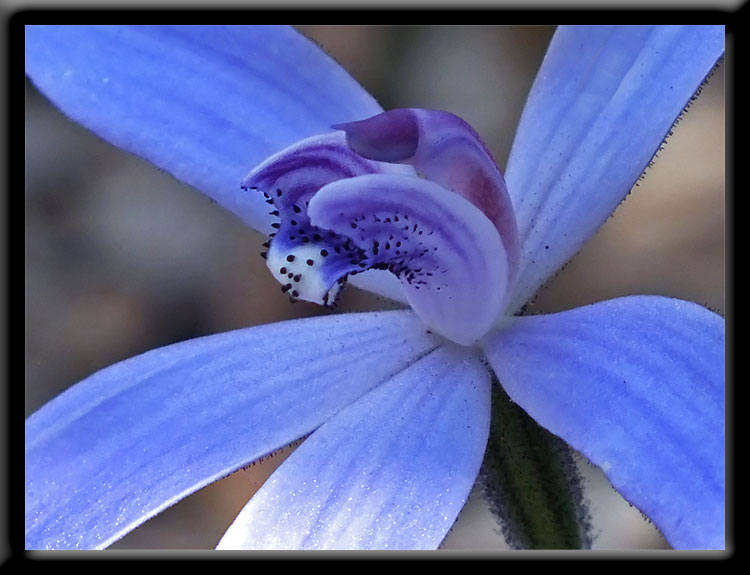 Silky Blue Orchid