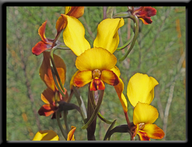 Wimter Donkey Orchids