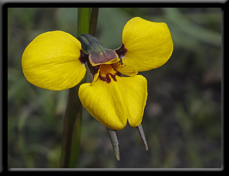 Purdie's Donkey Orchid