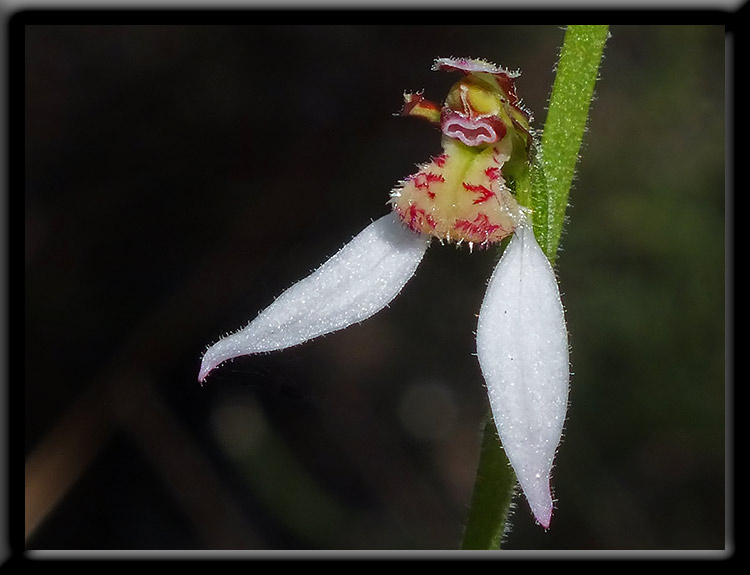 Bunny Orchid