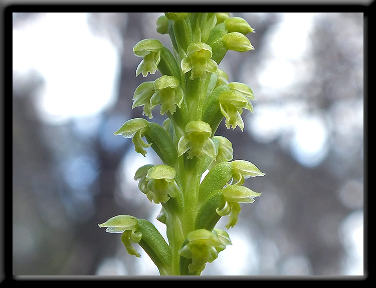 Common Mignonette Orchid