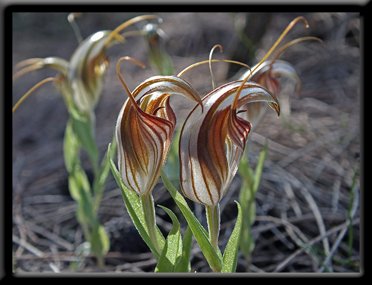 Red-veined Shell Orchid