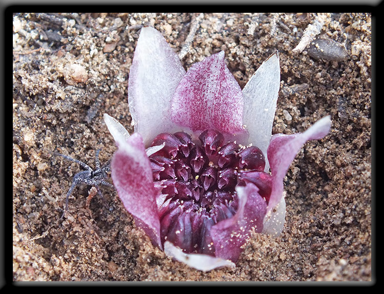 Underground Orchid and Wolf Spider