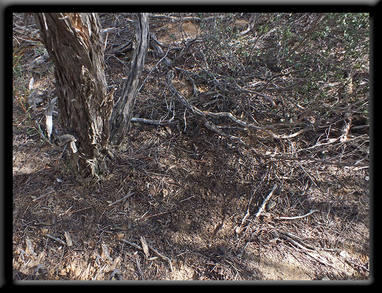 Habitat