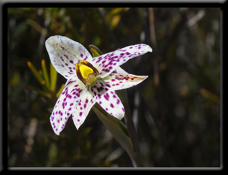 Swamp Sun Orchid
