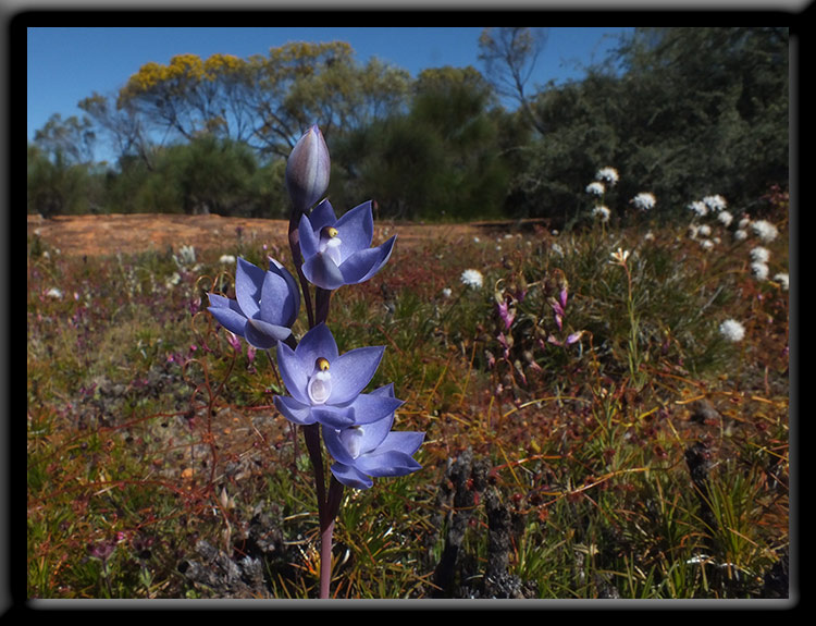 Granite Sun Orchid