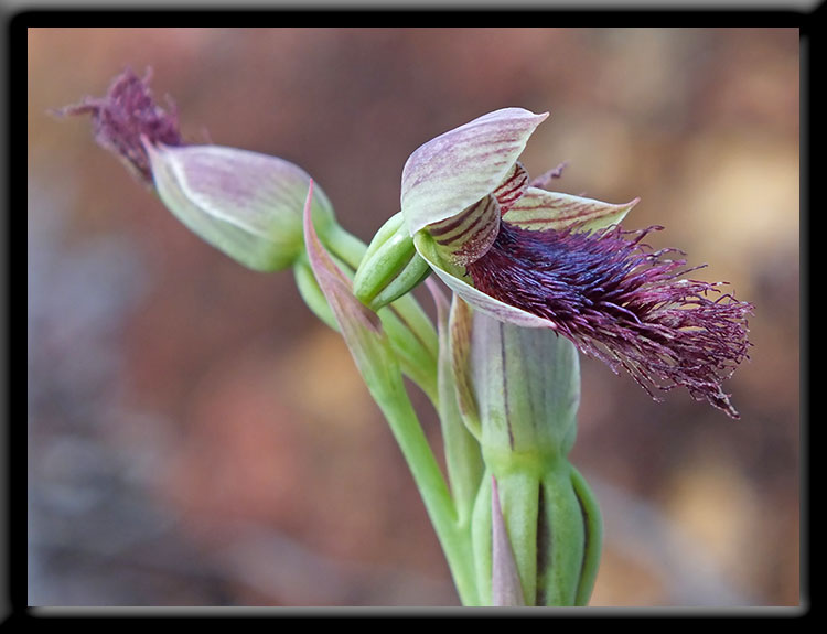 Beard Orchid