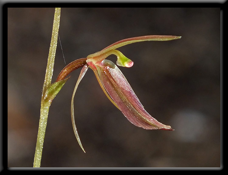 Mosquito Orchid