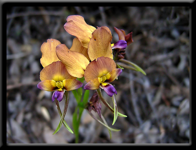 Purple Pansy Orchid