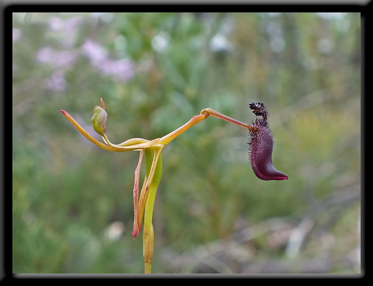 Hammer Orchid