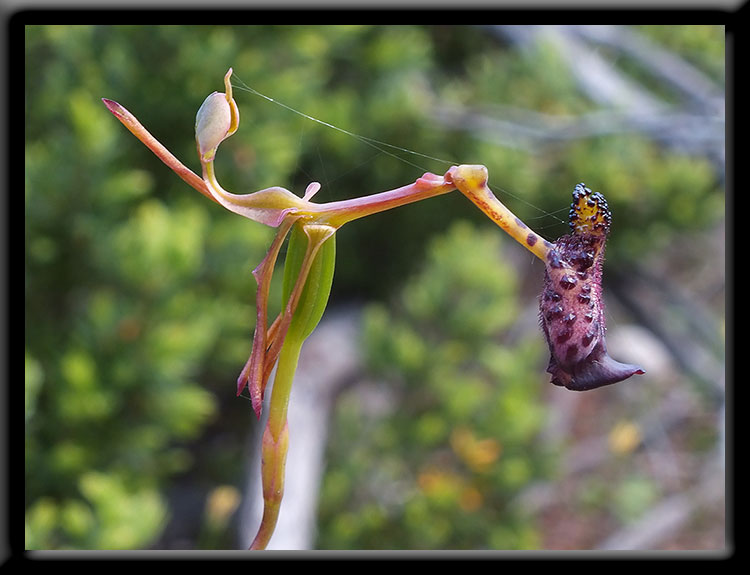 Warty Hammer Orchid