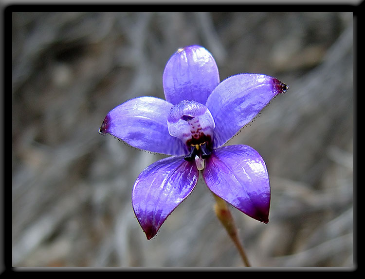 Purple Enamel Orchid