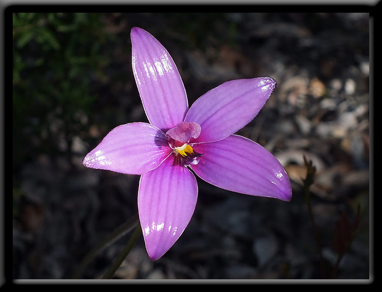 Pink Enamel Orchid