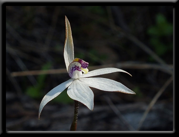 Sugar Orchid