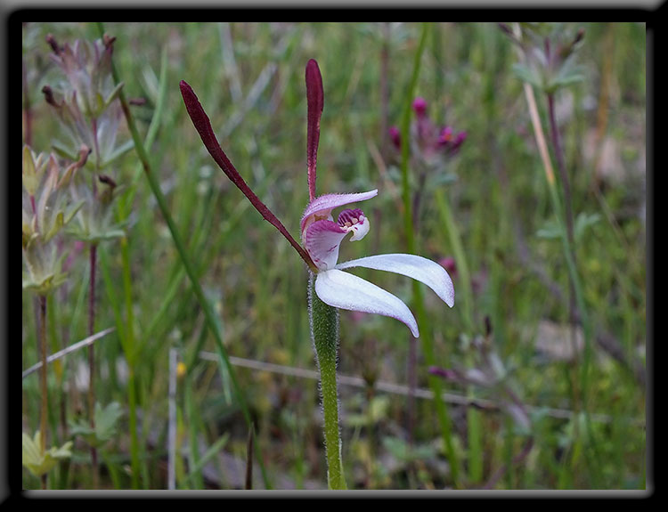 Rabbit Orchid