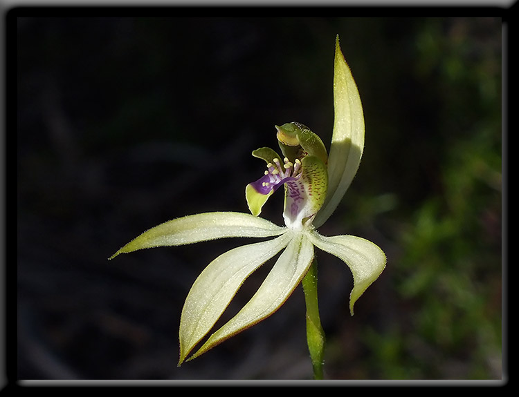 Leafless Orchid