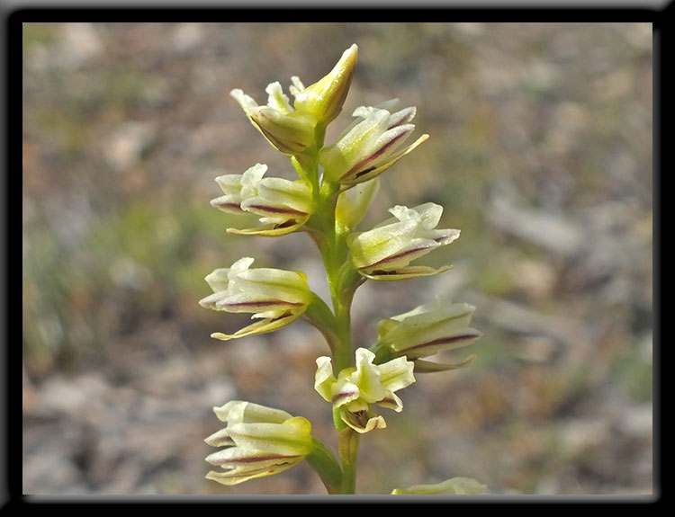 Pouched Leek Orchid