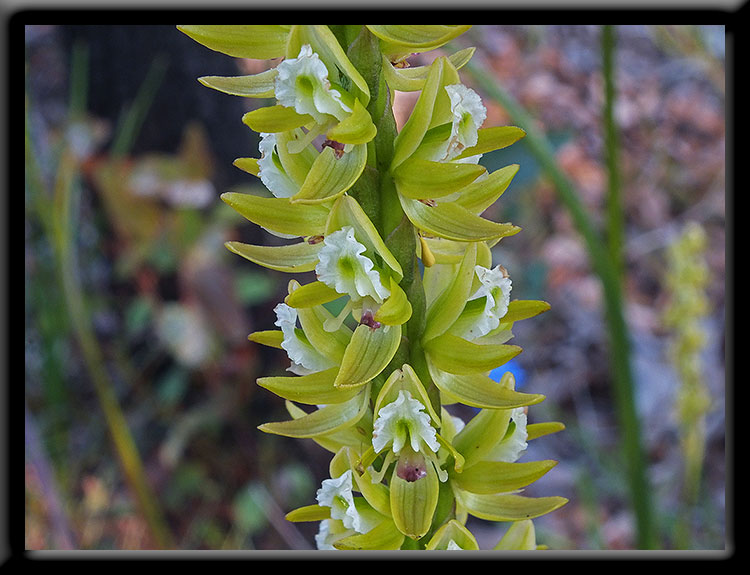 Tall Leek Orchid