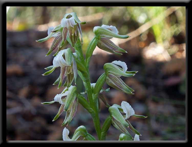 Autumn Leek Orchids