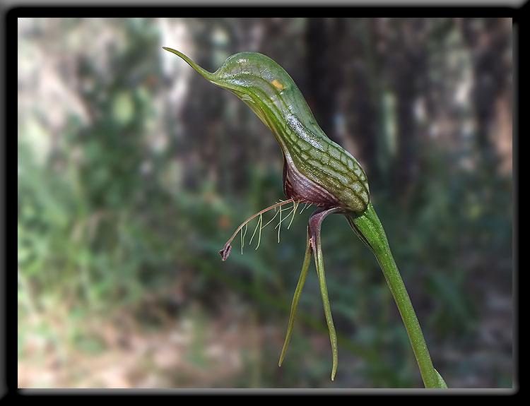 Bird Orchid