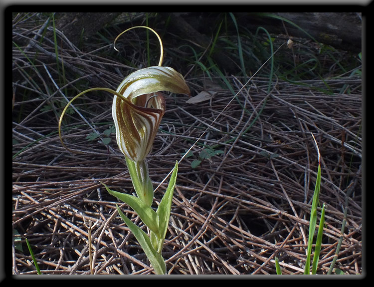 Curled-tongue Shell Orchid