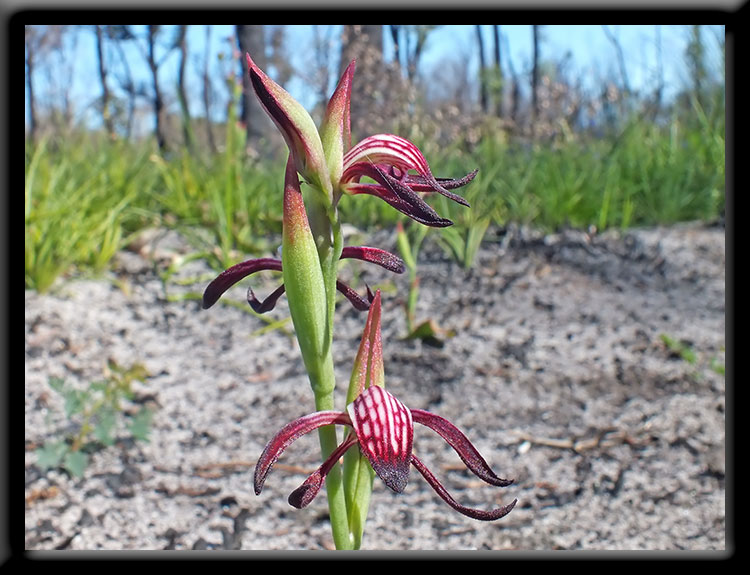 Fire Orchids