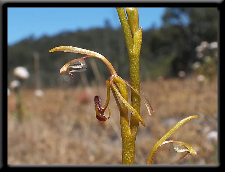 Elbow Orchid