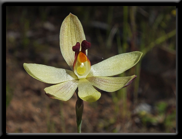 Lemon Scented Sun Orchid