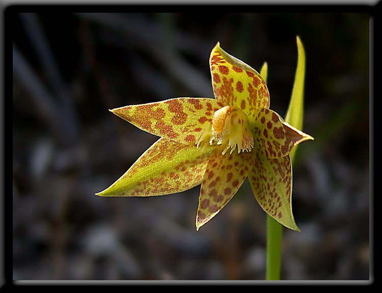 Leopard Orchid