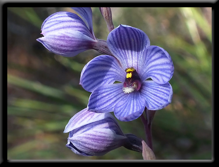 Shirt Orchid