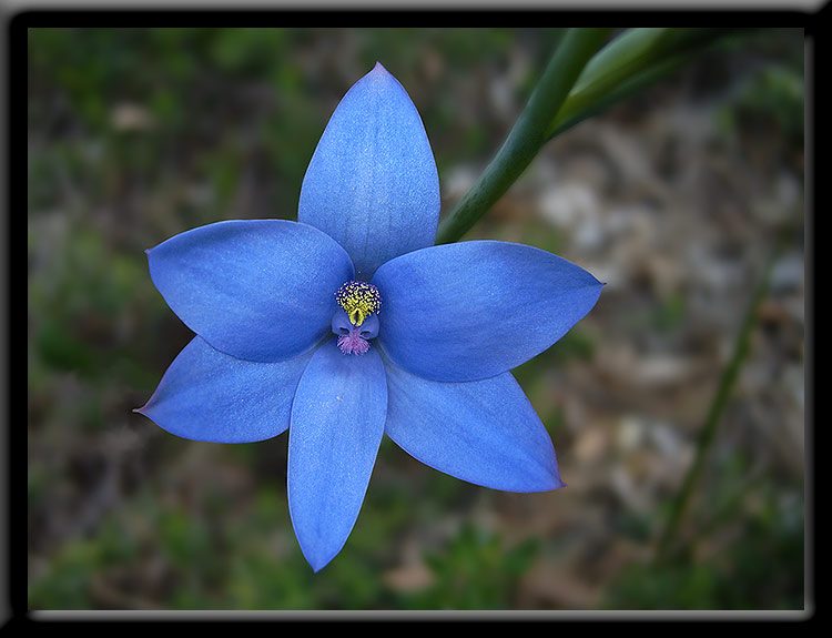 Blue Lady Orchid