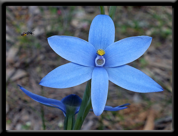 Incoming Pollen for the Stigma
