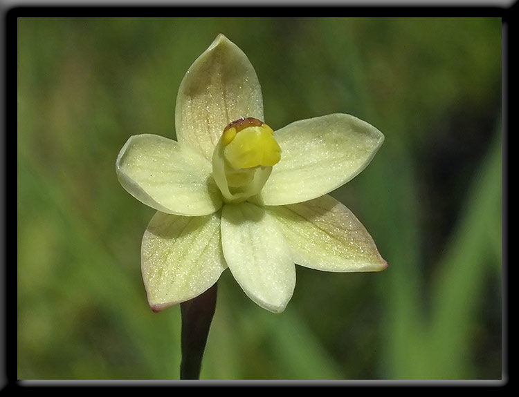 Twisted Sun Orchid