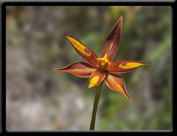 Star Orchid