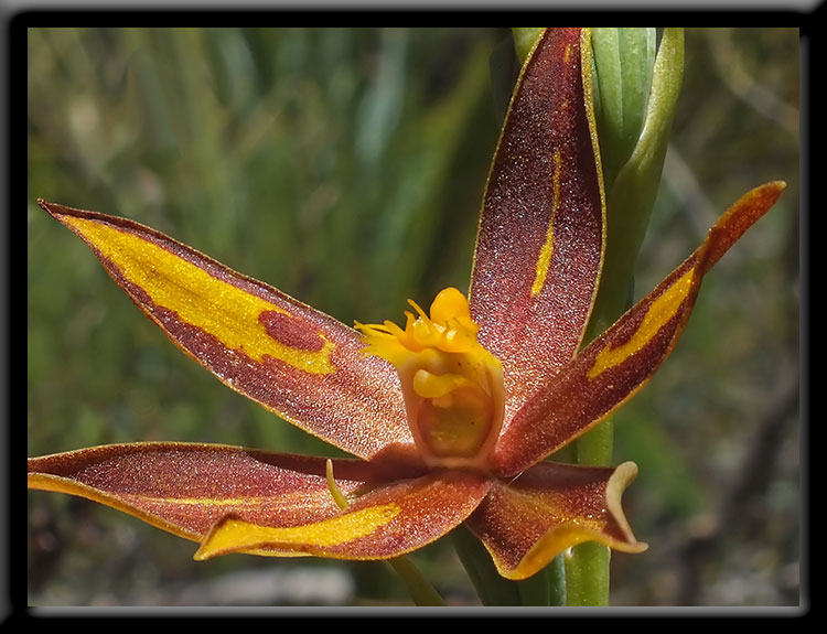 Crystal Brook Star Orchid