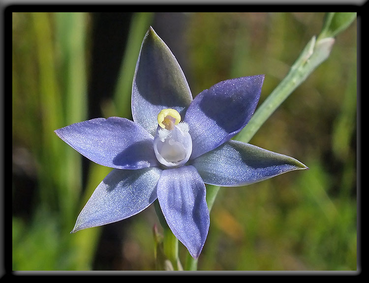 Slender Sun Orchid