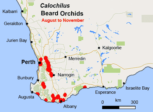 Calochilus