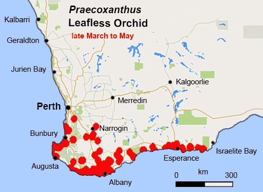 Praecoxanthus